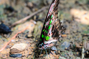 Image showing Beautiful Butterfly on ground