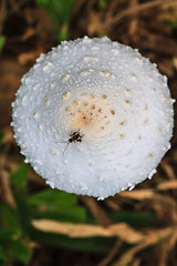 Image showing close up mushroom in deep forest