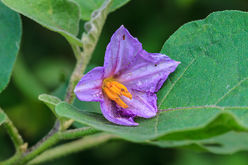 Image showing eggplant flowers blooming in nature