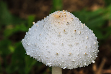 Image showing close up mushroom in deep forest