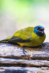 Image showing Black-headed Bulbul, Pycnonotus atriceps