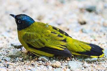 Image showing Black-headed Bulbul, Pycnonotus atriceps