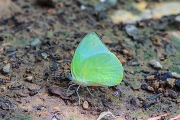 Image showing Beautiful Butterfly on ground