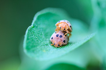 Image showing ladybird on green leaf 