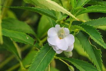 Image showing Impatiens glandulifera plant