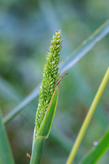 Image showing reeds of grass 