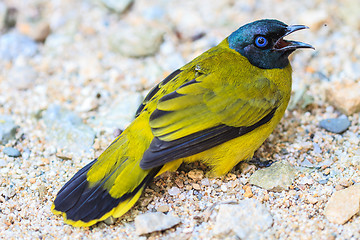 Image showing Black-headed Bulbul, Pycnonotus atriceps