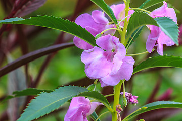 Image showing Impatiens glandulifera plant