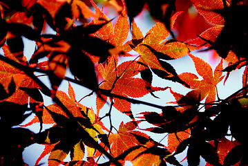 Image showing Maple leaves