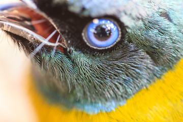 Image showing Black-headed Bulbul, Pycnonotus atriceps