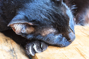 Image showing Black cat sleeping 