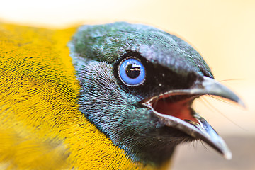 Image showing Black-headed Bulbul, Pycnonotus atriceps