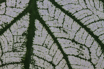 Image showing Close up
water drop on caladium leaves