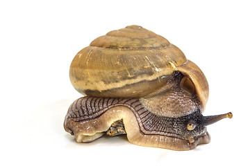 Image showing Garden snail on white background 