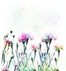 Image showing Cornflowers Watercolor 