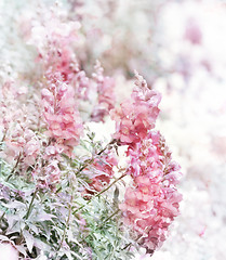 Image showing Pink Snapdragons Watercolor