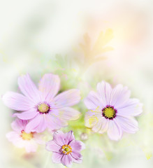 Image showing Cosmos Flowers