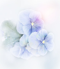 Image showing Violets Flowers Watercolor