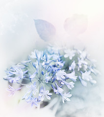 Image showing Blue Flowers Watercolor