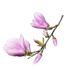 Image showing Magnolia Flowers