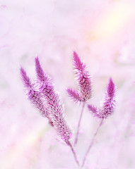 Image showing Purple Flowers Watercolor