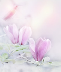 Image showing Magnolia Flowers Watercolor