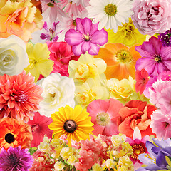 Image showing Colorful Floral Background