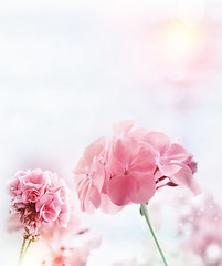 Image showing Pink Geranium Watercolor