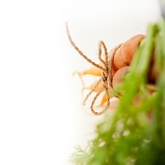 Image showing baby carrots bunch tied with rope