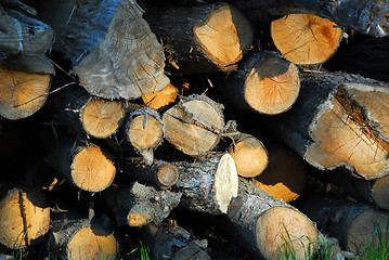 Image showing Wood logs