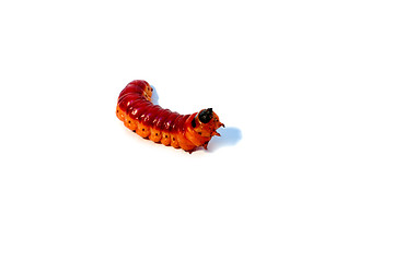 Image showing white background and a large Burgundy caterpillar