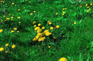 Image showing on the green lawn of dandelions grow