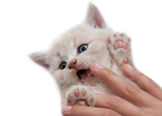 Image showing the hand holding kitten
