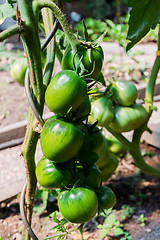 Image showing green tomatoes growing on the branch