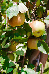 Image showing apples on apple