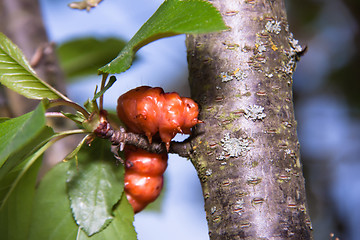 Image showing large, very bright caterpillar on the tree