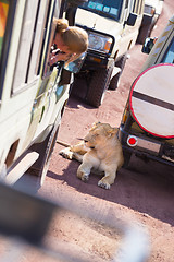 Image showing Touris photographing wild lioness.