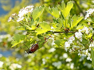 Image showing Chafer beetle on flowering hawthorn tree