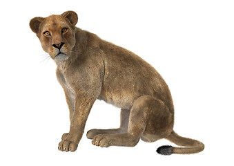 Image showing Lioness