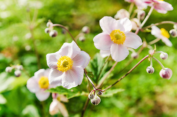 Image showing Anemone japonica flowers, lit by sunlight in the garden.