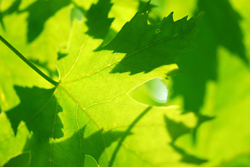 Image showing Green maple leaves