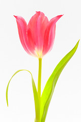 Image showing One red tulip isolated 