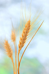 Image showing Yellow grain 