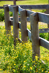 Image showing Summer meadow