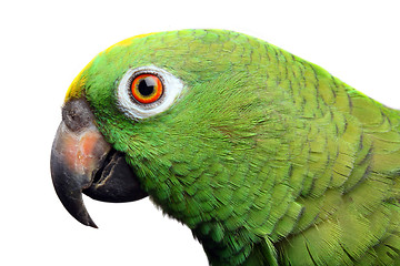 Image showing Amazon Parrot