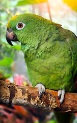 Image showing 	Amazon Parrot