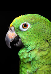 Image showing Amazon Parrot