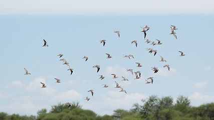 Image showing A flock of birds in the air