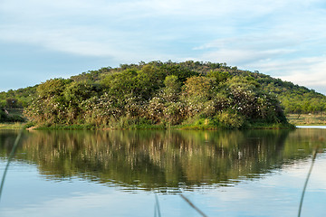 Image showing Thousands of birds nest on a small island 