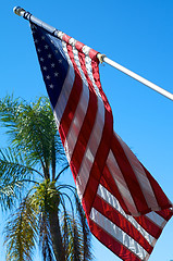 Image showing American Flag with palm tree